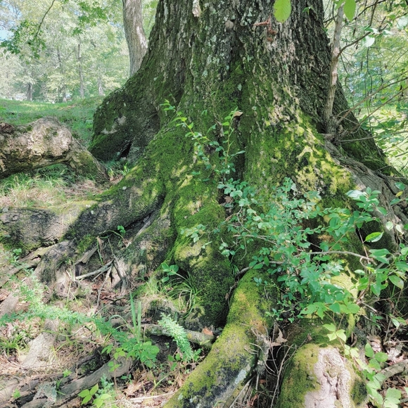 Ethereal Whimsical Vintage Pastel Cottagecore - Picture 7 of 16